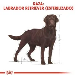 Royal Canin Labrador Retriever Adult Sterilised -Nourriture pour chien Boutique 128927 rc bhn labradorsterilised cv eretailkit 1 es es 5 g