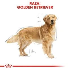 Royal Canin Golden Retriever Adult Per Cani Di Razza Adulti -Nourriture pour chien Boutique 147 4 3 g