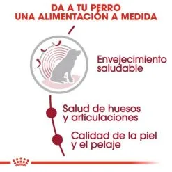 Royal Canin Cibo Secco Per Cani Medium Ageing +10 -Nourriture pour chien Boutique 15325 4 3 g