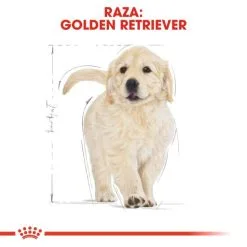 Royal Canin Cibo Secco Per Cani Golden Retriever Junior -Nourriture pour chien Boutique 155 6 5 g
