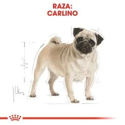 Royal Canin Cibo Secco Per Cani Pug Adult -Nourriture pour chien Boutique 169 3 2 g
