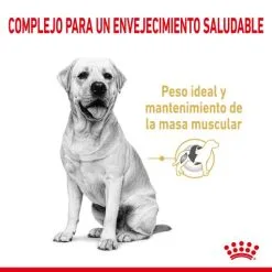 Royal Canin Labrador Retriever Adult 5+ -Nourriture pour chien Boutique 174676 rc spt dry lab5 cv 1 es es 2 g