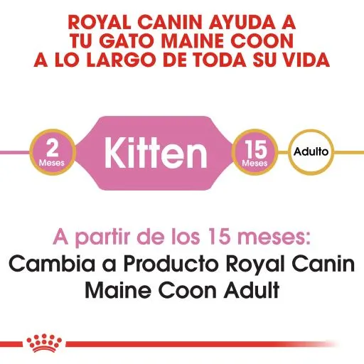 Royal Canin Cibo Secco Per Gatti Kitten Maine Coon 36 5 Royal Canin Cibo Secco Per Gatti Kitten Maine Coon 36 – Image 3