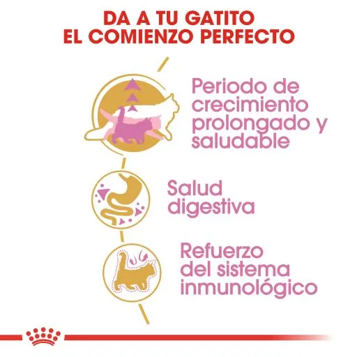 Royal Canin Cibo Secco Per Gatti Kitten Maine Coon 36 6 Royal Canin Cibo Secco Per Gatti Kitten Maine Coon 36 – Image 4