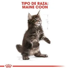 Royal Canin Cibo Secco Per Gatti Kitten Maine Coon 36 16 Royal Canin Cibo Secco Per Gatti Kitten Maine Coon 36 -Nourriture pour chien Boutique 3466 4 g
