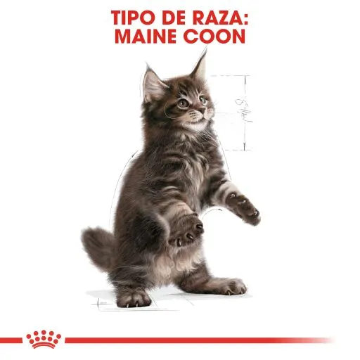 Royal Canin Cibo Secco Per Gatti Kitten Maine Coon 36 8 Royal Canin Cibo Secco Per Gatti Kitten Maine Coon 36 – Image 6