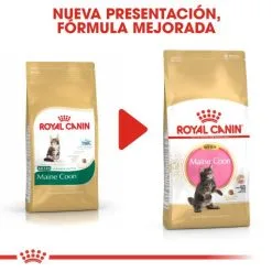 Royal Canin Cibo Secco Per Gatti Kitten Maine Coon 36 18 Royal Canin Cibo Secco Per Gatti Kitten Maine Coon 36 -Nourriture pour chien Boutique 3466 6 g