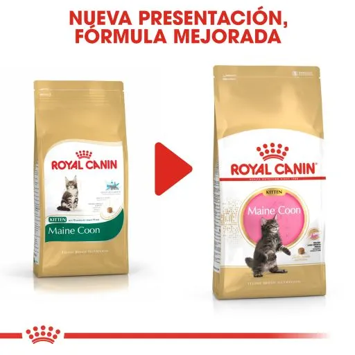 Royal Canin Cibo Secco Per Gatti Kitten Maine Coon 36 10 Royal Canin Cibo Secco Per Gatti Kitten Maine Coon 36 – Image 8