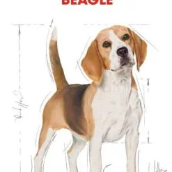 Royal Canin Beagle Adult -Nourriture pour chien Boutique 39613 3 2 g