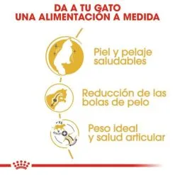 Royal Canin Cibo Secco Per Gatti Norweigan Forest Adult -Nourriture pour chien Boutique 42931 1 g