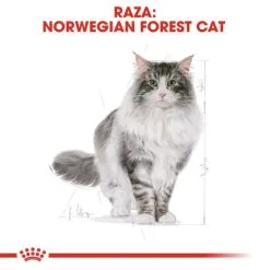 Royal Canin Cibo Secco Per Gatti Norweigan Forest Adult -Nourriture pour chien Boutique 42931 6 g
