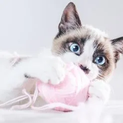 VetNova Multiva Active Cat 45 Mastica -Nourriture pour chien Boutique GATO 16 636ce39654492 g