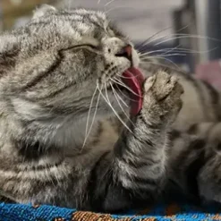 VetNova Multiva Hairball 45 Mastica 9 VetNova Multiva Hairball 45 Mastica -Nourriture pour chien Boutique GATO 20 636df0c0423b4 g