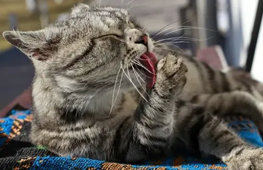 VetNova Multiva Hairball 45 Mastica 5 VetNova Multiva Hairball 45 Mastica – Image 3