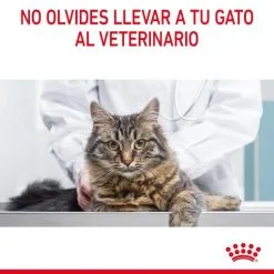 Royal Canin Cibo Secco Per Gatti Oral Care -Nourriture pour chien Boutique RC FCN DentalCare CV 9 es ES 649d6bfb84a1a g