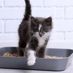 Kit Cat Arena Eco SoyaClump Tè Verde -Nourriture pour chien Boutique como ensear a gatito usar arenero 1 1665401280017 g 4