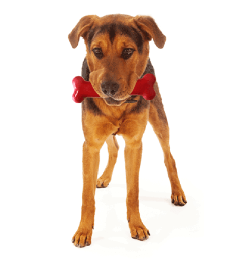 Tastybone Twinpack Carne Di Manzo Wellington E Cordon Bleu 4 Tastybone Twinpack Carne Di Manzo Wellington E Cordon Bleu – Image 2