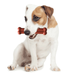 Tastybone Bone Pollo Arrostito E Timo -Nourriture pour chien Boutique image qp 3 6349155e403a3 g